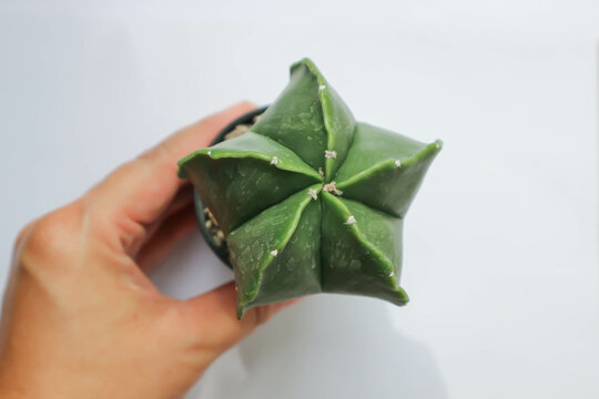 Astrophytum myriostigma, astrophytum myriostigma nudum or astrophytum myriostigma var nudum or cactus