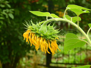Sunflowers on an allotment at end of summer 2022