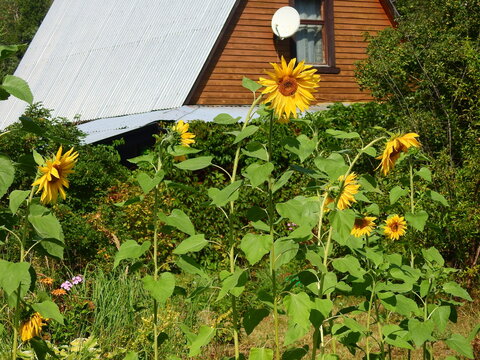 Sunflowers on an allotment at end of summer 2022