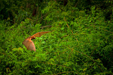 Australian red headed flying fox