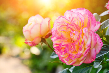Pink roses growing summer cottage warm summer day.
