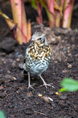 Fieldfare (in german Wacholderdrossel) Turdus pilaris