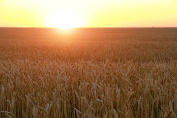 Obraz premium Field with ripe wheat background bright orange sunset.