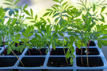 seedlings of flowers in a plastic cellular container on the windowsill