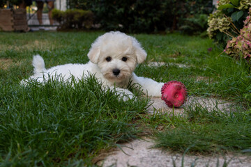 Puppy of a bichon frisé, who is 80 days in the garden