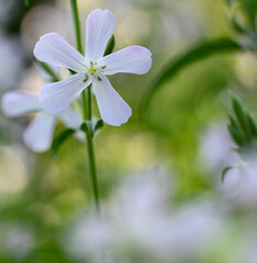 Close-up of saponaria officinalis flower