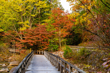 赤沢自然休養林