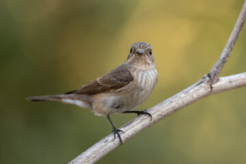 Spotted flycatcher sitting on a branch