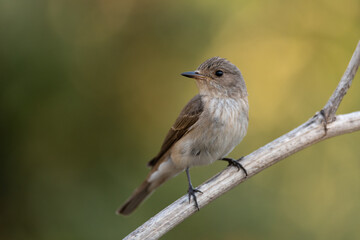 Spotted flycatcher sitting on a branch