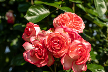 Red Roses on the Branch in the Garden