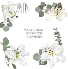 Vector Floral Collection. Set of white lilies with green leaves. Eucalyptus and different plants. 