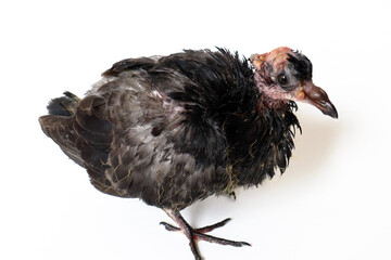 Pigeon with avian poxvirus infection, pigeon disease 