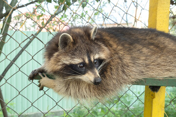 Raccoon in the enclosure in the zoo. The raccoon is a medium-sized mammal native.