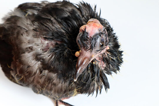 Pigeon with avian poxvirus infection, pigeon disease 