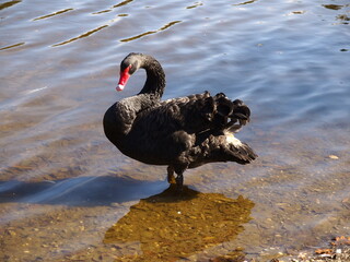 Schwarze Ente steht im Wasser