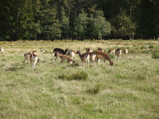 Rehe auf einer Weide