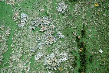 The texture of an old worn wall in shades of green. Old boards covered with moss and lichen. Rough, battered surface. copy space. artistic background
