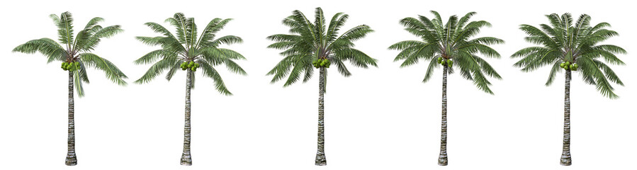 Fototapeta na wymiar Coconut palm tree isolated with five different variations.