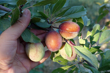 large red natural plums that begin to ripen on the tree,