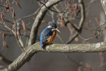 カワセミ