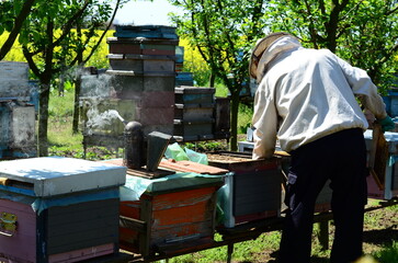 Garden beekeeping apiary. Beehive wooden frame honey farming.