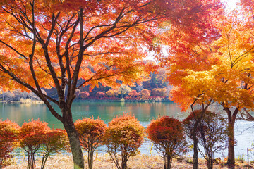 【長野県】蓼科湖の紅葉