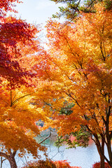 【長野県】蓼科湖の紅葉