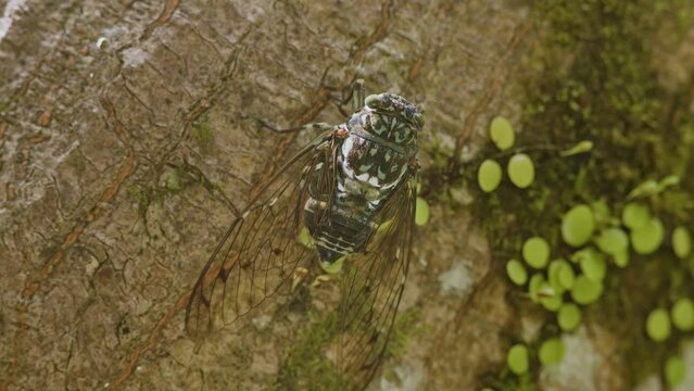 Min-min Cicada Vocalising on a Tree.