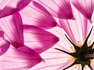 flower petal texture close up
