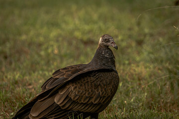 Juvenile Turkey Vulture scavenging in a field 