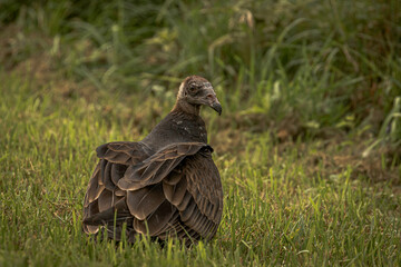 Juvenile Turkey Vulture scavenging in a field 