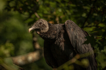 Black Vulture perched in a tree