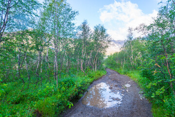 Dirt road in northern stunted deciduous forest. Khibiny