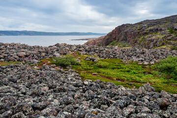 Summer tundra. Rocky coastline of Barents Sea near Teriberka. Scenery of Russian North. Kola Peninsula, Murmansk Oblast, Russia