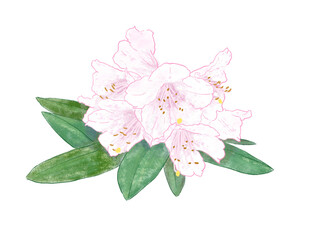 Isolated Taiwan Rhododendron pseudochrysanthum flower in digital pastel drawing illustration art design
