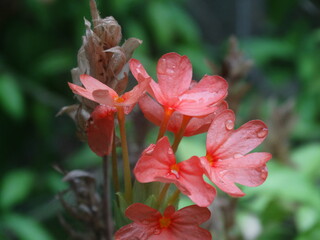 red and yellow flower