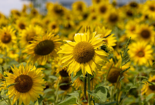 Yellow Sunflowers growing in a field. Natural sunflower background.