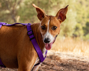 Galgo Italiano con las orejas en alza, mirando cansa y feliz a su derecha