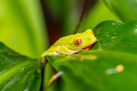 The red-eyed tree frog is one of the most emblematic species of Costa Rica.