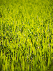 Wide and green paddy field, Taiwan	
