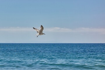 Fototapeta na wymiar Seagull flying over a calm sea with a clear sky on a summer day
