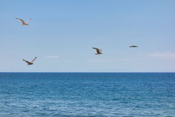 Fototapeta na wymiar Group of seagulls flying over a calm sea with a clear sky on a summer day