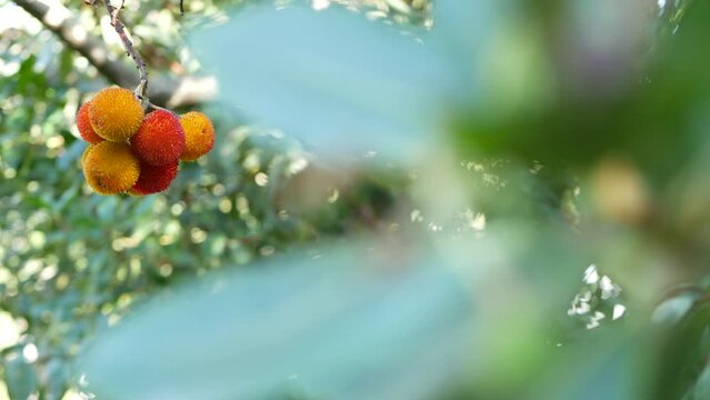 Strawberry tree or shrub ripe and unripe fruits, irish arbutus unedo harvest, cain or cane apple berries. California garden. Green leaves foliage. Mediterranean Europe flora, widespread in Ireland.