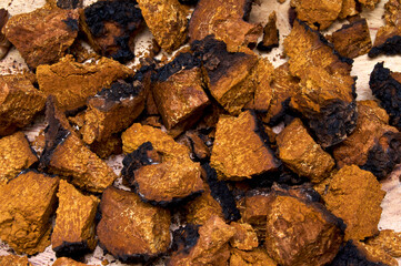 Closeup of dried and cut orange and black medicinal chaga mushroom from birch tree, used in alternative medicine.