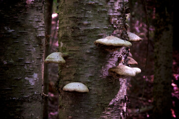 Yellow birch tree in wild forest in Wilmington New York with peeling bark has many birch polypore mushrooms growing out of it. The Birch Polypore is used as medicine.
