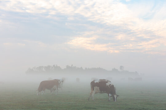 A herd of cows graze on a cold and foggy grassland on a cloudy day in the South Holland village of Warmond, The Netherlands.