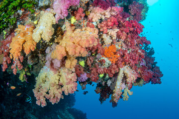 Underwater Reef in Fiji