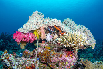 Underwater Reef in Fiji