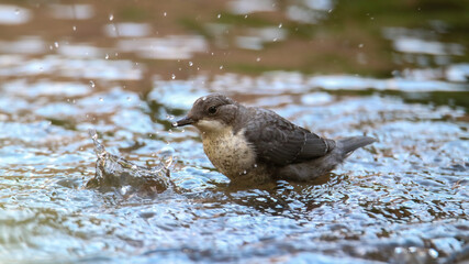 Dipper at the Mossig river