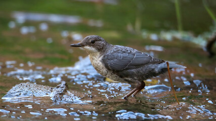 Dipper at the Mossig river